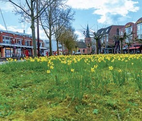 grasveld met narcissen